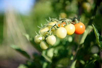 Close-up of tomatoes growing on plant at vegetable garden