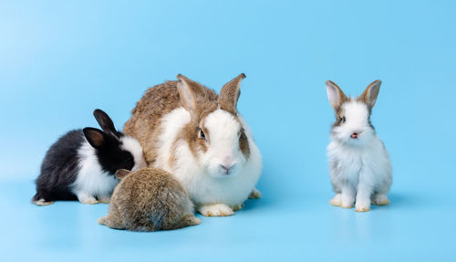 View of sheep against white background