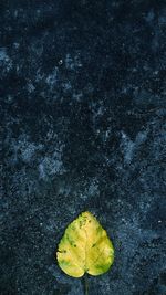 High angle view of autumn leaves on leaf