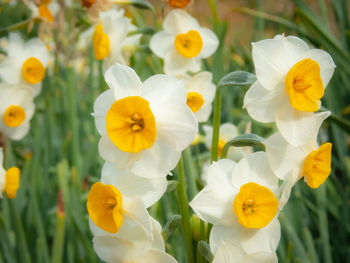 Close-up of yellow flowering plants growing on field