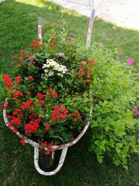 Red flowers growing in garden