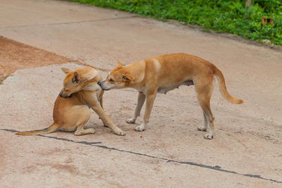 Side view of two cats on footpath