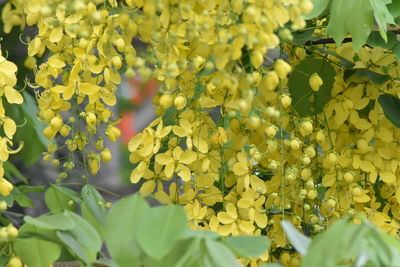 Close-up of yellow flowering plant