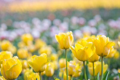 Close-up of yellow tulips on field