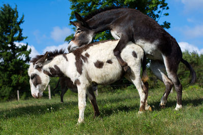 Donkeys mating on field