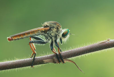 Close-up of damselfly perching on branch