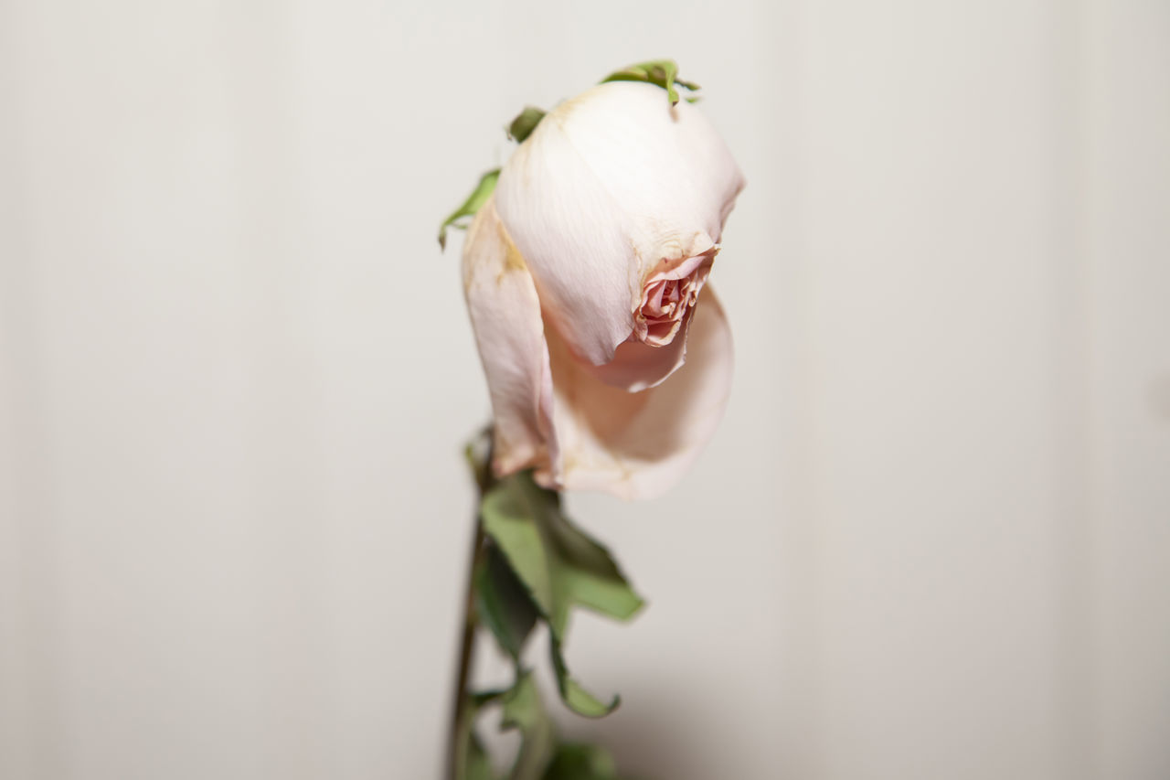 CLOSE-UP OF WHITE FLOWERING PLANT AGAINST GRAY BACKGROUND