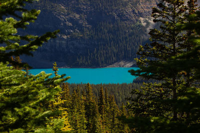 Scenic view of lake in forest