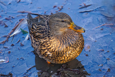 High angle view of a duck in lake