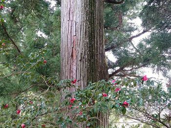 Red flowers growing on tree