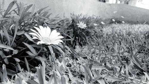 Close-up of flowers