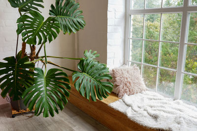 Cozy window sill with monstera and pillows indoors. plants for home