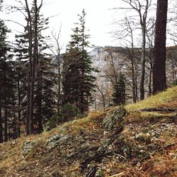 Bare trees in forest