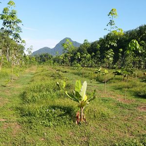 Scenic view of field against clear sky