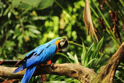 Blue macaw pictured from backside