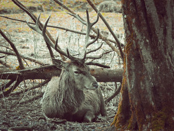 Deer in a forest