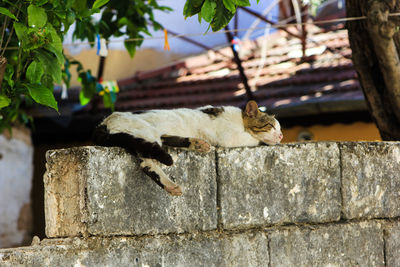 Cat sleeping on stone wall