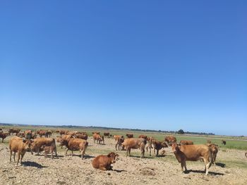 Flock of sheep on field