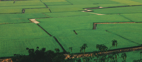 Scenic view of agricultural field
