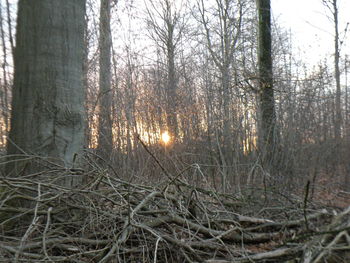 Bare trees in forest during winter