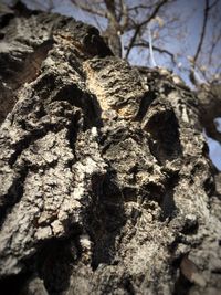 Low angle view of tree