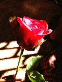 Close-up of red rose bud growing on plant