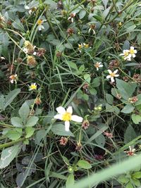 High angle view of white flowers blooming outdoors