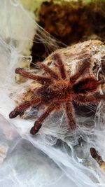 Close-up of spider