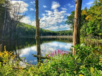 Scenic view of lake in forest against sky