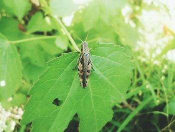 Close-up of insect on leaf