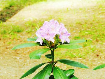 Close-up of flower blooming outdoors