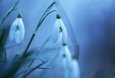 Close-up of white flower blooming outdoors