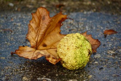 Close-up of autumn leaf