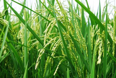 Close-up of wheat growing on field