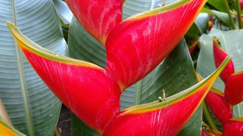 Close-up of red flowers