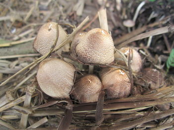 mushroom