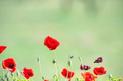 Close-up of red poppies growing outdoors