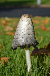 Close-up of mushroom on field