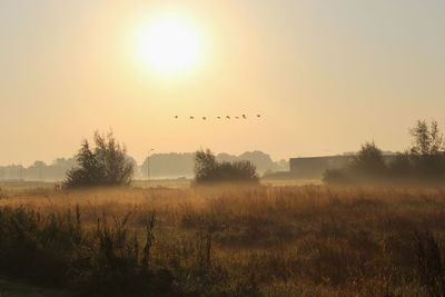 Birds flying over field against clear sky