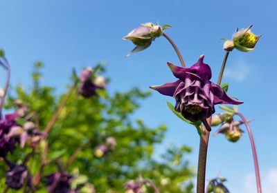 Low angle view of pink flowering plant against sky