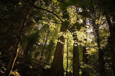 Low angle view of flowering trees in forest