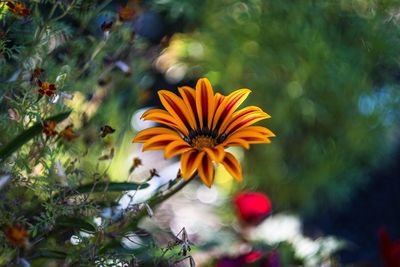 Close-up of orange flower