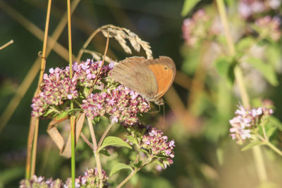 Close-up of butterfly pollinating on flower