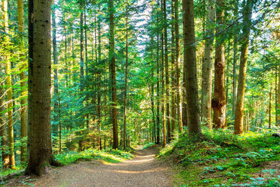 Trees growing in forest