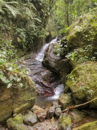 Stream flowing through rocks in forest