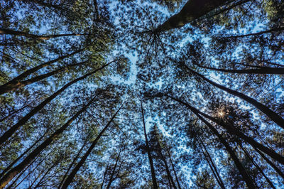 Low angle view of trees in forest