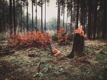 Plants growing on field in forest during autumn