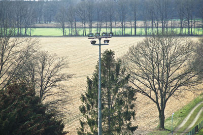 Trees on landscape