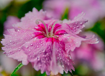 Close-up of wet pink flower