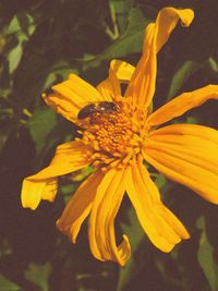 Close-up of honey bee on flower